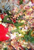 Caulerpa racemosa var cylindracea